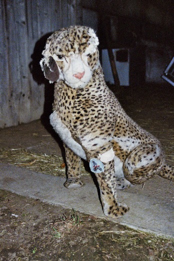 tiger